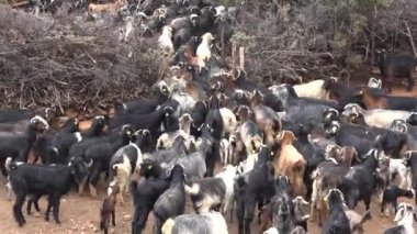 Keçi Sürüsü Geçitten Gelir. Keçi sürüsü, evin içinde istenmeyen hayvan ya da hayvan gibi hayvanları tutmak için kullanılan bir kaplamadır. Penning bir fiil olarak evcil keçiyi ağılda hapsetmek anlamına gelir. Orman Ormanı Ağacı 4K