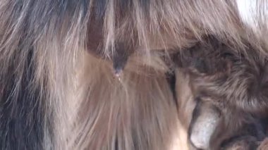 Yavru keçi yavrusu annesini emiyor.Keçi yavrusu annesini emiyor. Doğası gereği kocalık meraklısıdır. Keçiler aynı zamanda çevik ve dengesiz yerlerde tırmanma ve dengeleme yetenekleriyle de ünlüdürler. Çobanlık, memelileri emer.