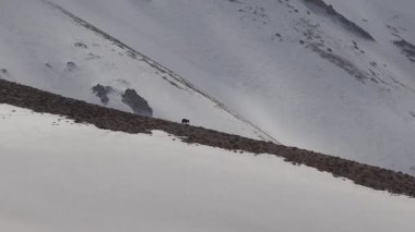 Karlı Dağ Sırtı 'nda Vahşi At Geçidi. Vahşi Mustang Brumby Atları' nın başıboş gezen sürüleri. Özgür vahşi at vahşi at vahşi doğa, dağ tepesi, dağ tepesi, kar özgürlük enlemi. Yüksek dağ memelisi doğası, gerçek aygır. 