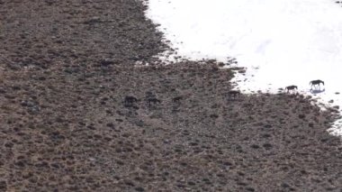 Karlı Dağ Sırtı 'nda Kar' dan geçen Vahşi Atlar. Vahşi Mustang Brumby atlarından oluşan sürüler. Hayvan çevresi, yüksek dağ memelisi sürüsü yaz mevsiminde dağlık bir dağ, yüksek rakımlı, ağaçsız, vahşi yaşam alanı.