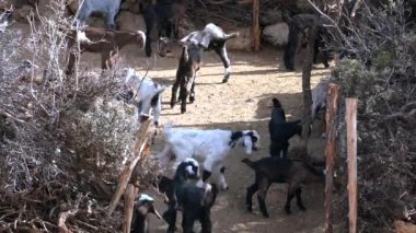 Keçi Corralının İçindeki Kalabalık. Keçi katları, hayvan ya da evcil hayvan gibi istenmeyen hayvanları tutmak için kullanılan bir kaplamadır. Penning bir fiil olarak evcil keçiyi bir korraya hapsetme eylemine atıfta bulunurlar. Orman ormanı orman ağacı koruluğu 4K