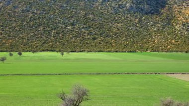 Yeşil Tarlaların Kıyısındaki Stunted Trees 'den oluşan ormanlık tepenin yamacı. Yeşil tarlaların kenarındaki ağaçlardan oluşan ormanlık tepenin yamacı. Simetrik olarak bölünmüş orman ve alan. Düz çizgi yarım yarım vahşi çalı 4K 