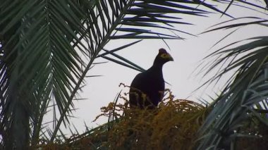 Lady Ross 'un Turaco' su Afrika Ağaçları 'nda. Musophagidae kuşları vahşi yaşam, doğal ağaç dalları, Kongo gabon kameraları, Nijerya Fildişi Sahili Liberya Gine 4K
