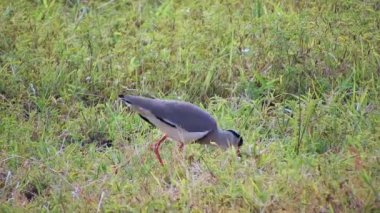 Afrika 'nın çayırlarında taçlandırılmış Lapwing Plover kuşu. Doğal hayvan doğası. Tek başına afrikalı tek başına. Çalı çalıları, fundalıklar.