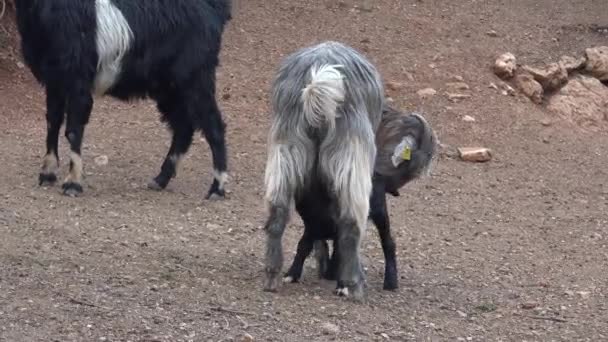 Cub Goat Kid Ssać Jego Matka Koziołek Ssać Jego Matka — Wideo stockowe