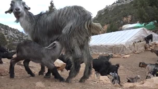 Cub Goat Kid Chupando Seu Filhote Mother Goat Chupando Sua — Vídeo de Stock