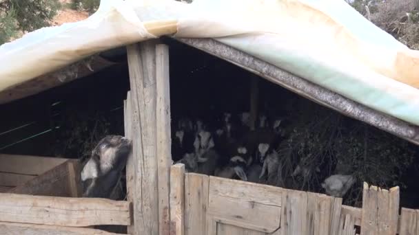 Crowd Goats Goat Corral Goat Fold Enclosure Holding Animals Livestock — стоковое видео