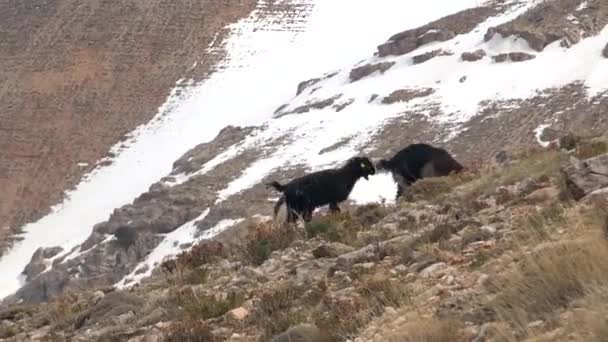 Een Paar Zwarte Geiten Grazen Berghelling Winter Huisgeit Capra Aegagrus — Stockvideo
