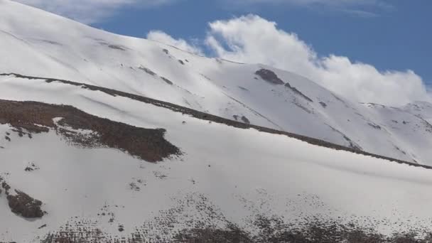 Дикі Коні Проходять Снігу Сніжному Гірському Хребті Тваринне Середовище Стадо — стокове відео
