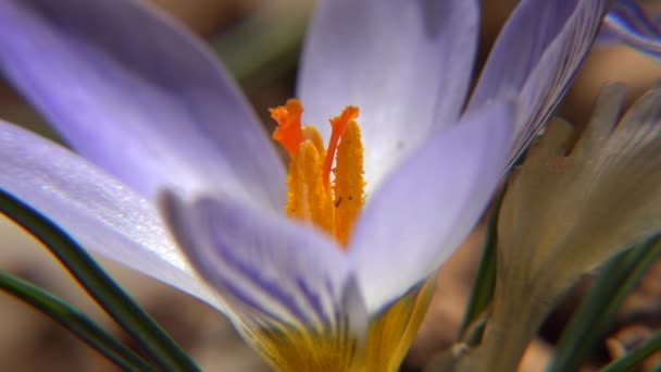 Crocus Een Geslacht Uit Grassenfamilie Poaceae Velen Worden Gekweekt Voor — Stockvideo