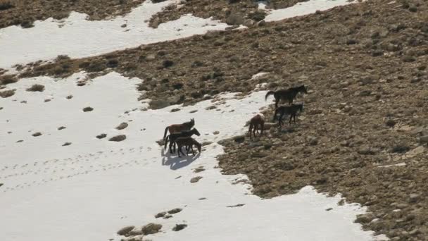 Wild Horses Passeren Sneeuw Snowy Mountain Ridge Free Roaming Kuddes — Stockvideo