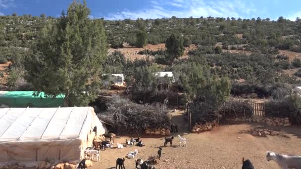 Crowd Goats Goat Corral Get Veck Inhägnad För Att Hålla — Stockvideo