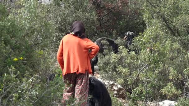 Femme Broutant Des Chèvres Dans Des Arbustes Pauvre Fermier Broutant — Video