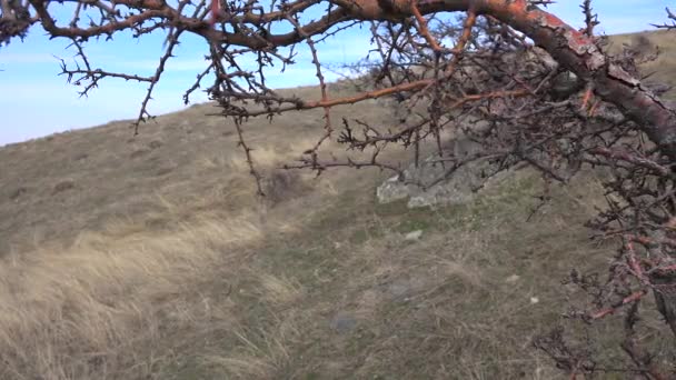 Trockene Stachelige Zweige Hang Eines Baumlosen Hügels Winter Allein Der — Stockvideo