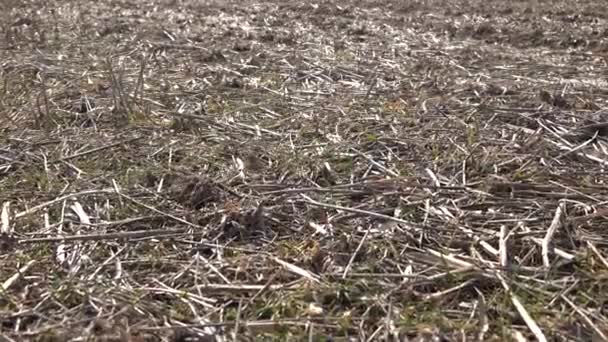 Skær Tørre Plantestængler Jorden Landbrugsjord Braklægning Efter Høst Stubbe Den – Stock-video
