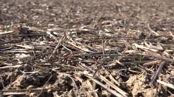Tarım Arazisinin Toprağında Kuru Bitkiler Kesilir Hasat Sonrası Toprağa Dökülür — Stok video