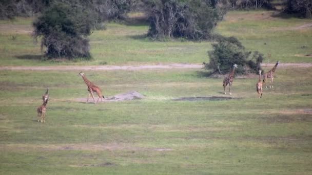 Stádo Divokých Žiraf Jejich Přirozeném Prostředí Savanně Zvířata Divoká Volně — Stock video