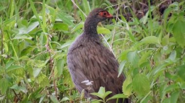 Afrika 'daki Çayır' da Vahşi Kırmızı Burunlu Spurfowl Kuşu. Francolin (Pternistis afer), sülüngiller (Phasianidae) familyasından bir kuş türü. Tek başına avlan vahşi yaşam zemin doğal 4K.