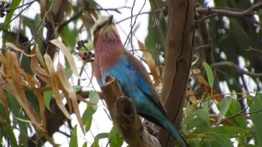 Güney Afrika 'da Renkli Egzotik Leylak Göğüslü Paten Kuşu. Bill renkli tropikal, çıplak boyun bacağı kırmızı, çalılıklar tek başına vahşi yaşam Uganda Rwanda Burundi Tanzanya 4K