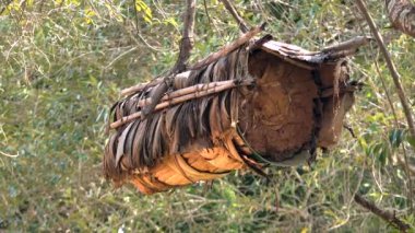 Geleneksel Wicker Basket, Log and Skep Beehive ile arıcılık. Kovan ve arıların çalışmalarına müdahalede bulunulamaz. Kovanlarda kullanılan tüm materyaller doğaldır. Ekolojik arıcılık 4K ile sabitlenmiştir.