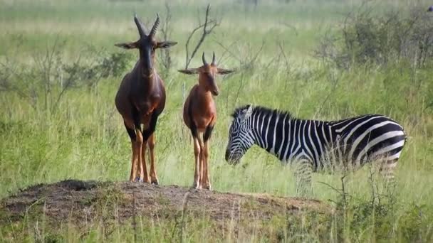 Topi Zebra African Savannah Topis Animal Animals Wild Wildlife Female — Stock Video