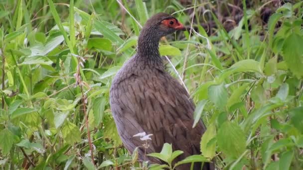 非洲草原 中的野生红颈飞禽 果蝇科 Francolin Pternistis Afer 是野鸡科Phasianidae中的一种 狩猎单人单人野生真正的野生动物底栖生物自然4K — 图库视频影像