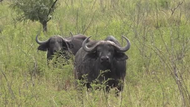 Real Wild Buffalo Herd Naturlig Miljö Afrikanska Savannah Afrikas Vilda — Stockvideo