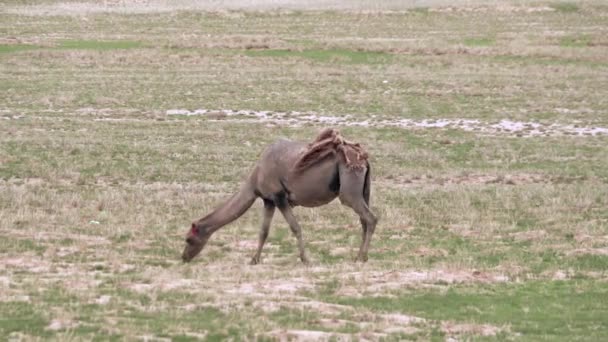 Μόνος Μοναχικός Άγριος Καμήλα Ελεύθερος Περιπλανώμενος Ελεύθερα Στο Barren Steppes — Αρχείο Βίντεο