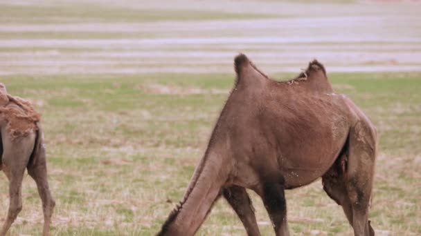 Ensam Ensam Vild Kamel Frigående Fritt Barren Steppes Centralasien Kyzylkum — Stockvideo