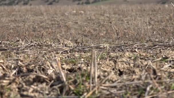 Вырезать Сухие Стебли Растений Почве Паров Сельскохозяйственных Земель После Сбора — стоковое видео