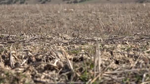 Řezané Suché Rostliny Vyrůstají Půdě Zemědělské Půdy Sklizni Odpadávají Strniště — Stock video