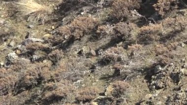 Doğal ortamında yaşayan vahşi keklikler. Alectoris chukar partridge sülüngiller (Phasianidae) familyasından bir sülündür. Kanatlarda iyi işaretlenmiş parmaklıklar ve alnından gözünün ortasına kadar uzanan siyah bir şerit var. Bir kolye oluşturmak için.