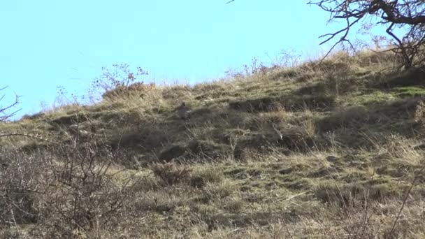 Дикие Куропатки Живущие Естественной Среде Обитания Alectoris Chukar Partridge Семейство — стоковое видео