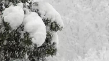 Kar, atmosferde asılı dururken büyüyen ve sonra yere düşen buz kristallerinden oluşur. Kış fırtınası sırasında ağaçlar ağır orman karları arka planda karlar büyük taneler doğanın kar taneleri düşüyor.
