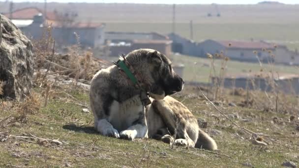 Anatolian Shepherd Dog Rugoso Grande Muy Fuerte Buena Vista Oído — Vídeo de stock
