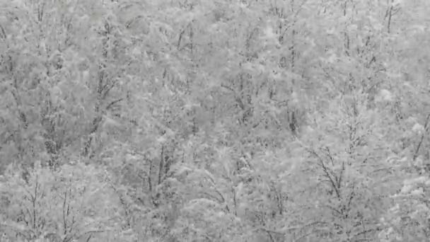Neve Comprende Singoli Cristalli Ghiaccio Che Crescono Sospesi Nell Atmosfera — Video Stock