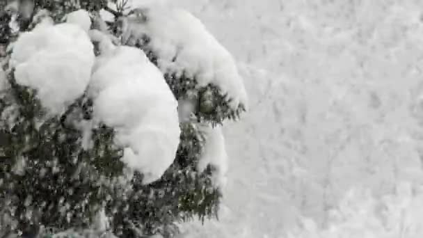 Kar Atmosferde Asılı Dururken Büyüyen Sonra Yere Düşen Buz Kristallerinden — Stok video