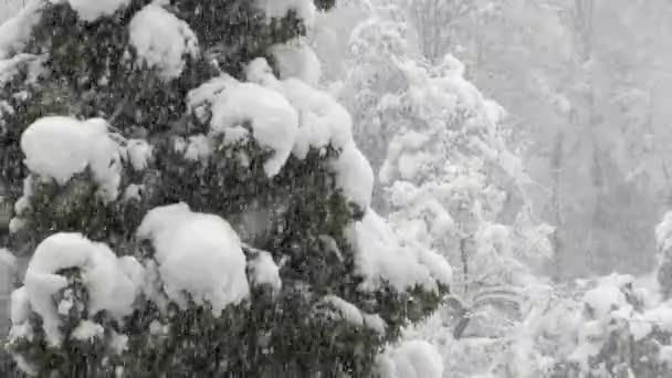 Sneeuw Bestaat Uit Individuele Ijskristallen Die Groeien Terwijl Atmosfeer Hangen — Stockvideo