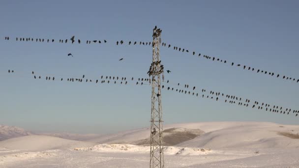 Vogelschwarm Auf Den Kabeln Der Hochspannungsmasten Krähen Reihten Sich Reihen — Stockvideo