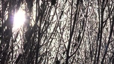 Sunlight 'taki Yapraksız Ağaç Dalları' ndaki Rime Buz Kristalleri ve Hoar Frosts. Buz kristallerim ve yapraksız ağaç dalları üzerinde gürleyen şekerlerim. Aşırı soğutulmuş su damlacıkları yüzeyde donduğunda buzlar oluşur. Donmuş kış ağaçlarının en soğuğu 4K