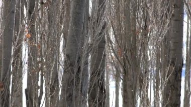 Sunlight 'taki Yapraksız Ağaç Dalları' ndaki Rime Buz Kristalleri ve Hoar Frosts. Buz kristallerim ve yapraksız ağaç dalları üzerinde gürleyen şekerlerim. Aşırı soğutulmuş su damlacıkları yüzeyde donduğunda buzlar oluşur.