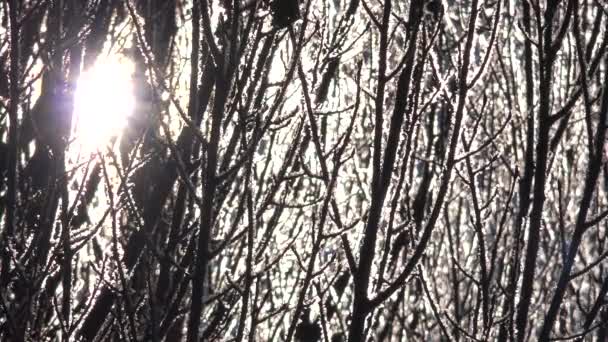 Rime Ice Crystals Hoar Frosts Leafless Tree Branches Sunlight Ijskristallen — Stockvideo