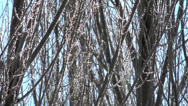 Rime Ice Crystals Hoar Frosts Leafless Tree Branches Sunlight Ijskristallen — Stockvideo