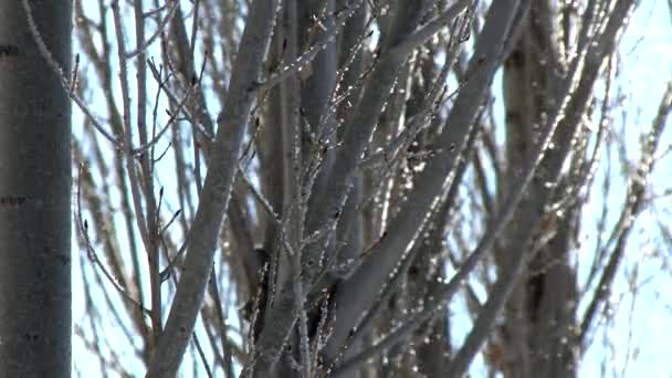 Παγοκρύσταλλοι Rime Και Πάγοι Hoar Κλαδιά Δέντρων Χωρίς Φύλλα Στο — Αρχείο Βίντεο