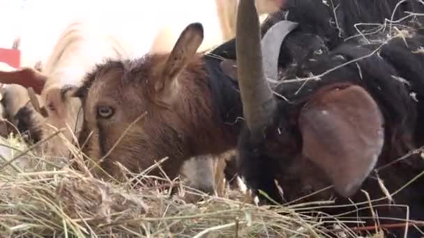 Des Chèvres Brunes Cornes Qui Mangent Instantanément Les Chèvres Mangent — Video