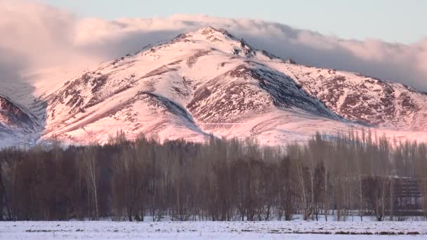 冬天在平坦的雪原上白杨树后面的山脉 日出后清晨的第一批灯光 山面上的部分没有雪暴露在风中 粉红4K色 — 图库视频影像