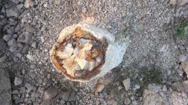 Taşlaşmış fosilleşmiş orman. Algal stromatolit, kütükler üzerinde gözlemlenebilir. Onkolit, siyanobakteriyel büyüme oluşturan katmanlı yapılardan oluşan onkoidlerden oluşan tortul yapılardır. Tarih öncesi
