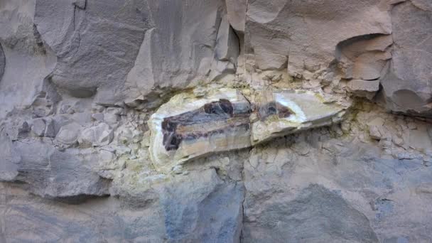 Versteinerter Versteinerter Wald Algen Stromatolith Kann Auf Stumpfen Beobachtet Werden — Stockvideo