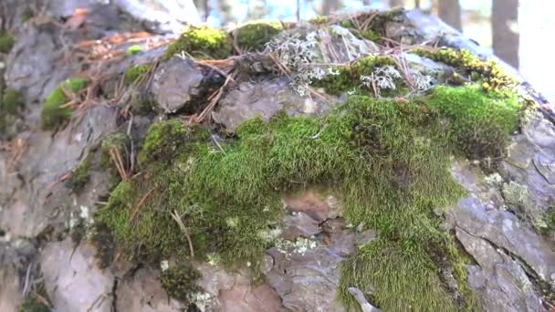 Tronc Pin Dans Une Forêt Dense Des Conifères Écorce Est — Video