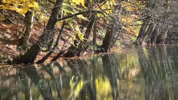 Reflexão Cores Outono Superfície Lago Floresta Calma Fantástica Cores Misturadas — Vídeo de Stock